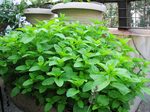 《霹雳娇娃》发布 “战斗天使”海报 天使集结危机即将开启:英亚官网首页(图3) 英亚官网首页